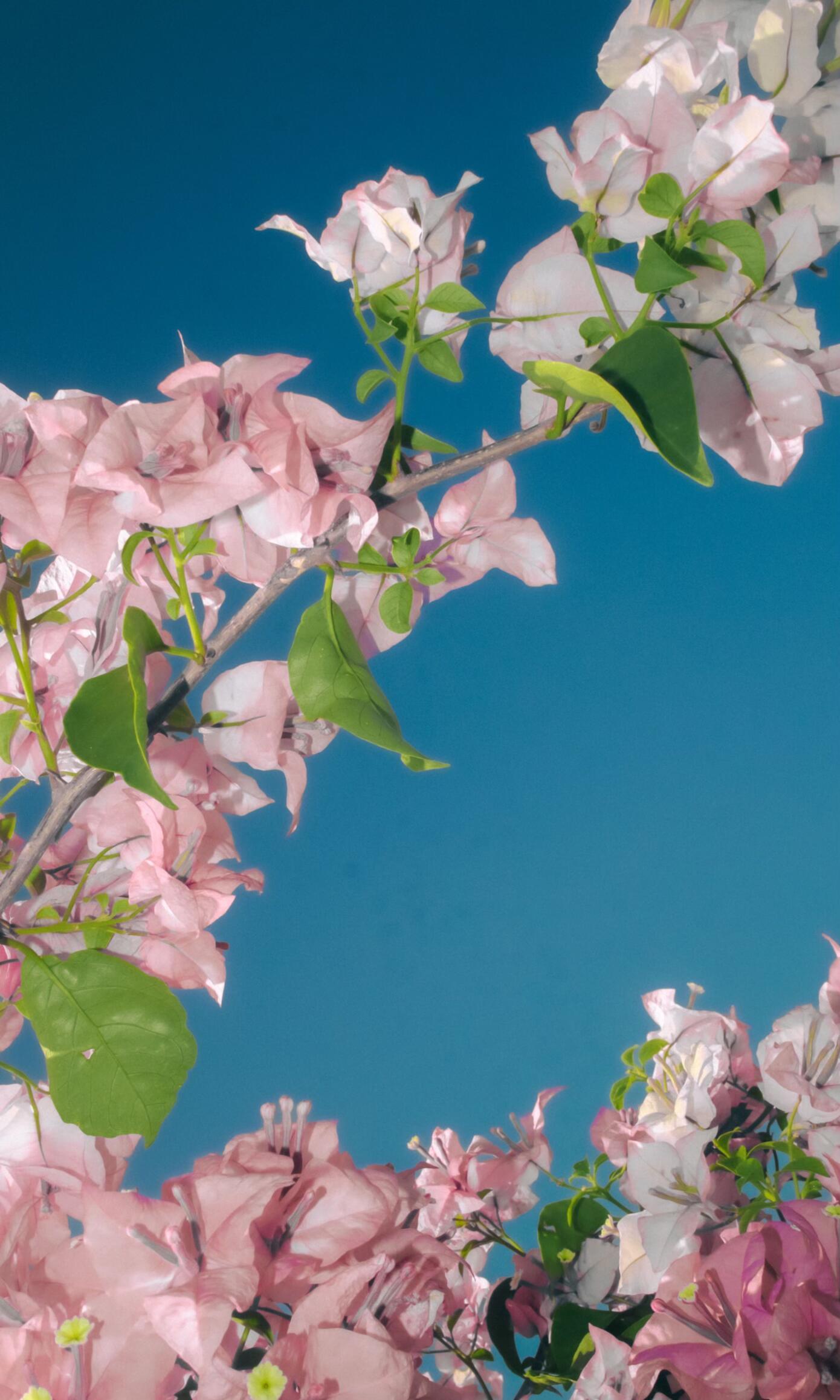 绚烂晨光轻吻枝头色，艳影流光醉路人。 