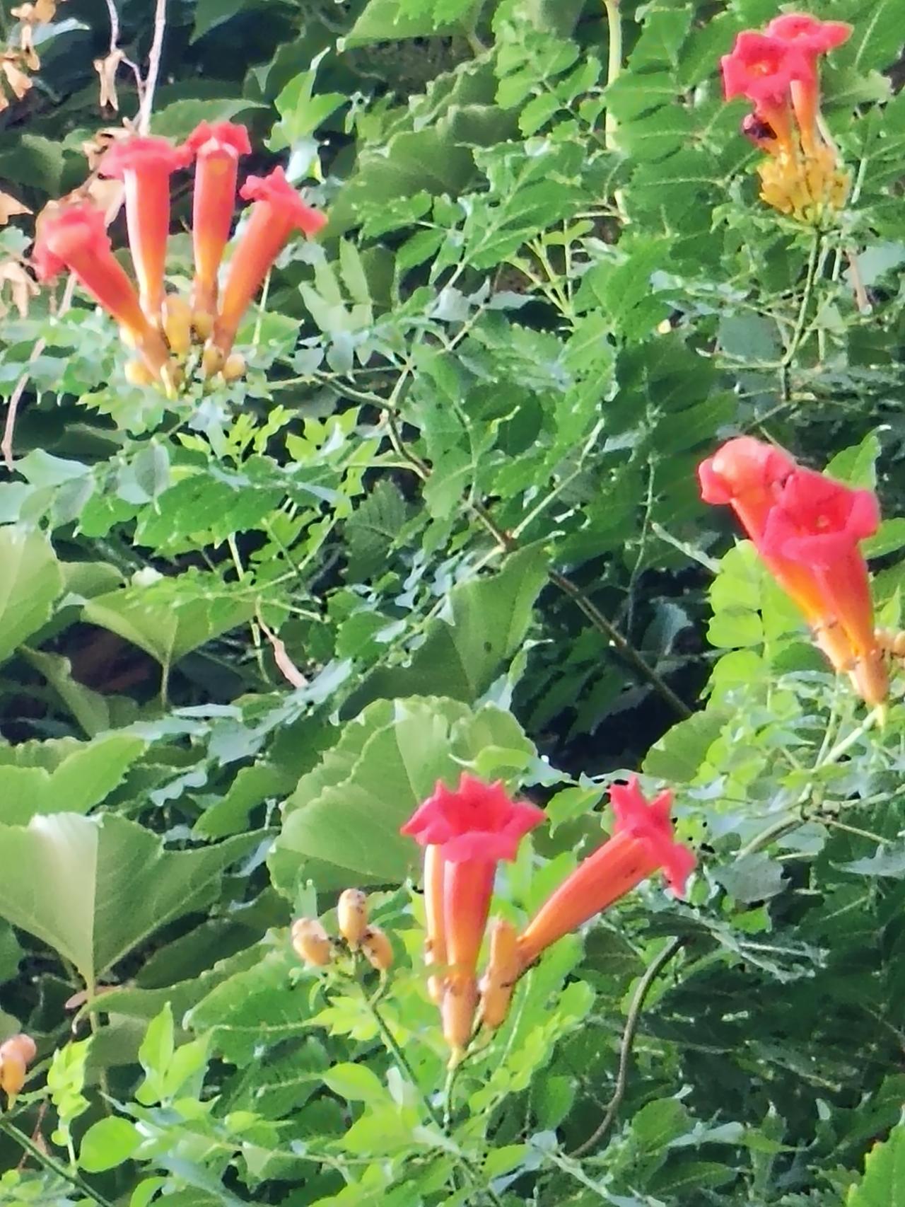 夏日随手拍满架翠绿簇拥着凌霄花，筒状花冠橙红热烈，肆意攀附生长。不与繁花争艳，顺