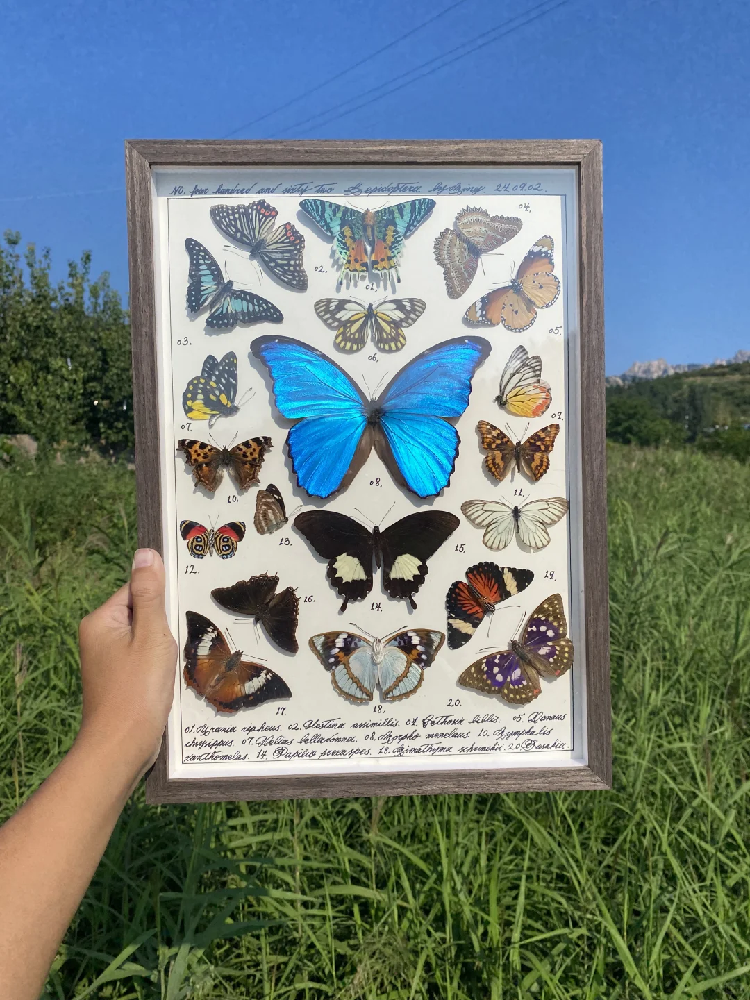 大蓝闪蝶做主蝶