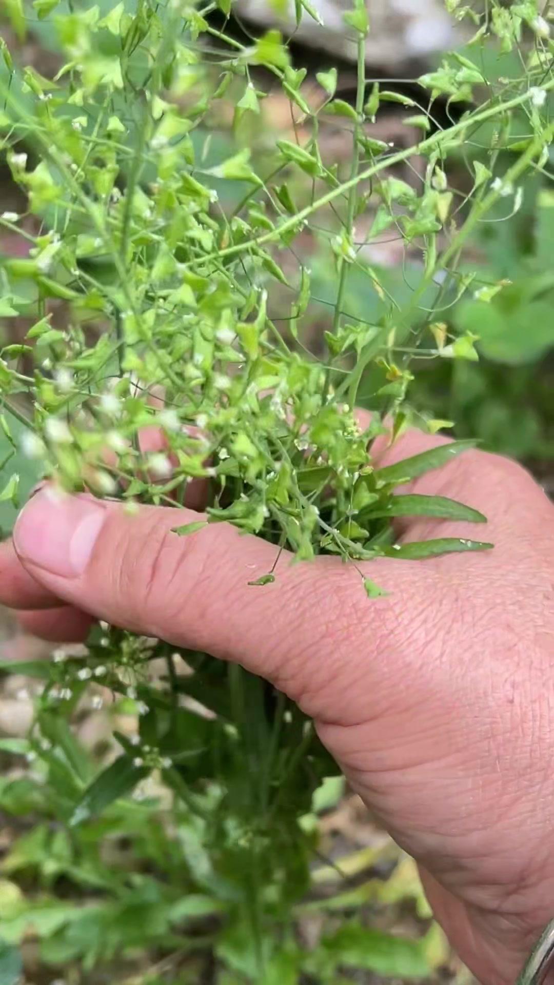 🌱农村田埂上常见的“爱心种子”植物，很多人都当杂草拔了！
它的种子形状像极了迷