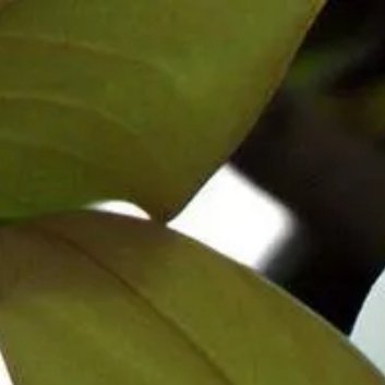 ‎种植 🌹广玉兰的养殖方法及注意事项：1.土壤选择：广玉兰适合生长在肥沃、排水