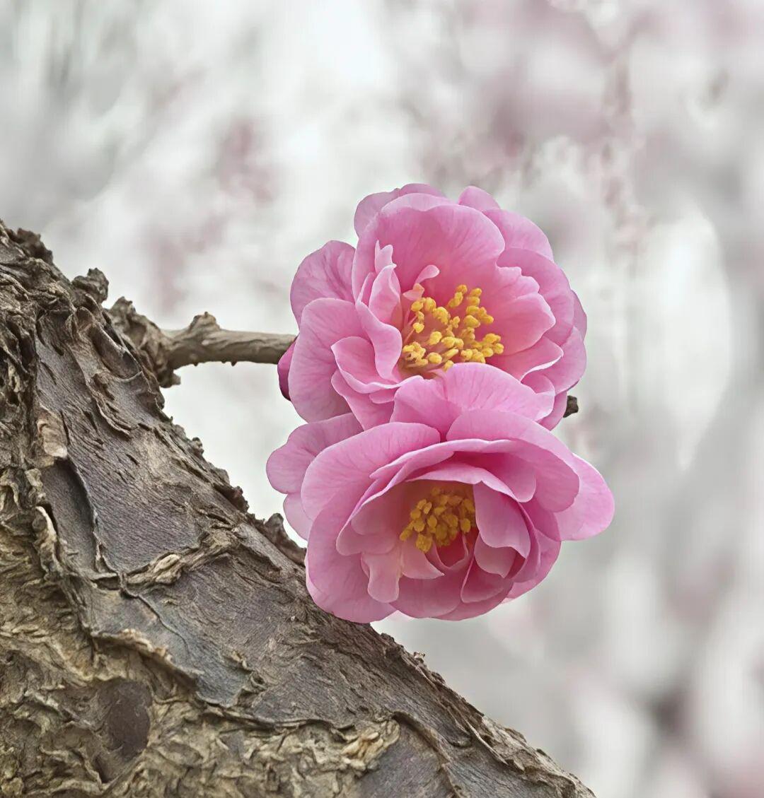 今年冬天的不同今年冬天冷的时间比较长，下的雪也比较多。可能希望明年麦子长得更好一