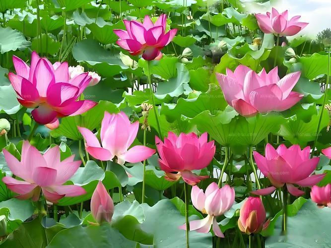 满塘荷花争艳
藏头诗
文/李兴伟
满塘荷蕊雨滋艳，
塘上红蕖水上漫。
荷池满满三