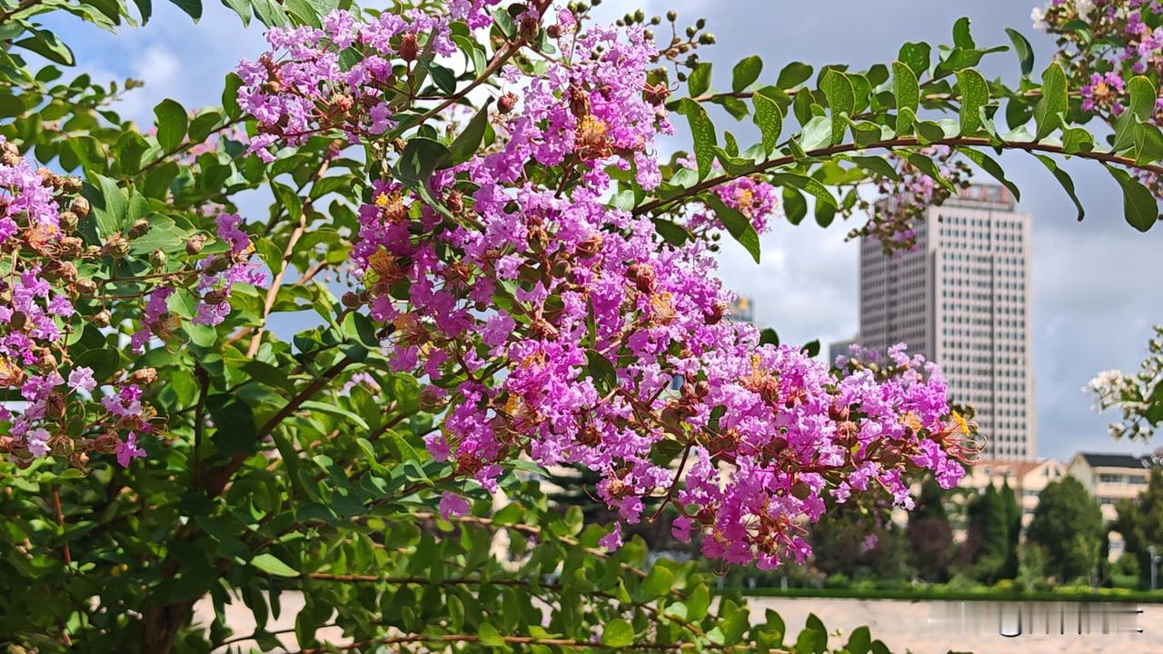 红色与白色紫薇花争艳开放，各有所爱。