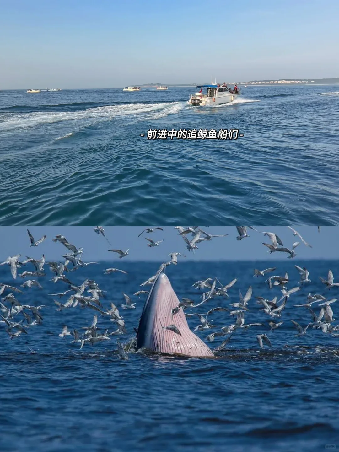 12月涠洲岛出海看鲸鱼概率很大丨浮潜海钓
