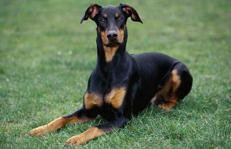 河南南阳，一男子养着一只大型杜宾犬，有一天傍晚他在带着狗溜达的时候，杜宾犬突然失