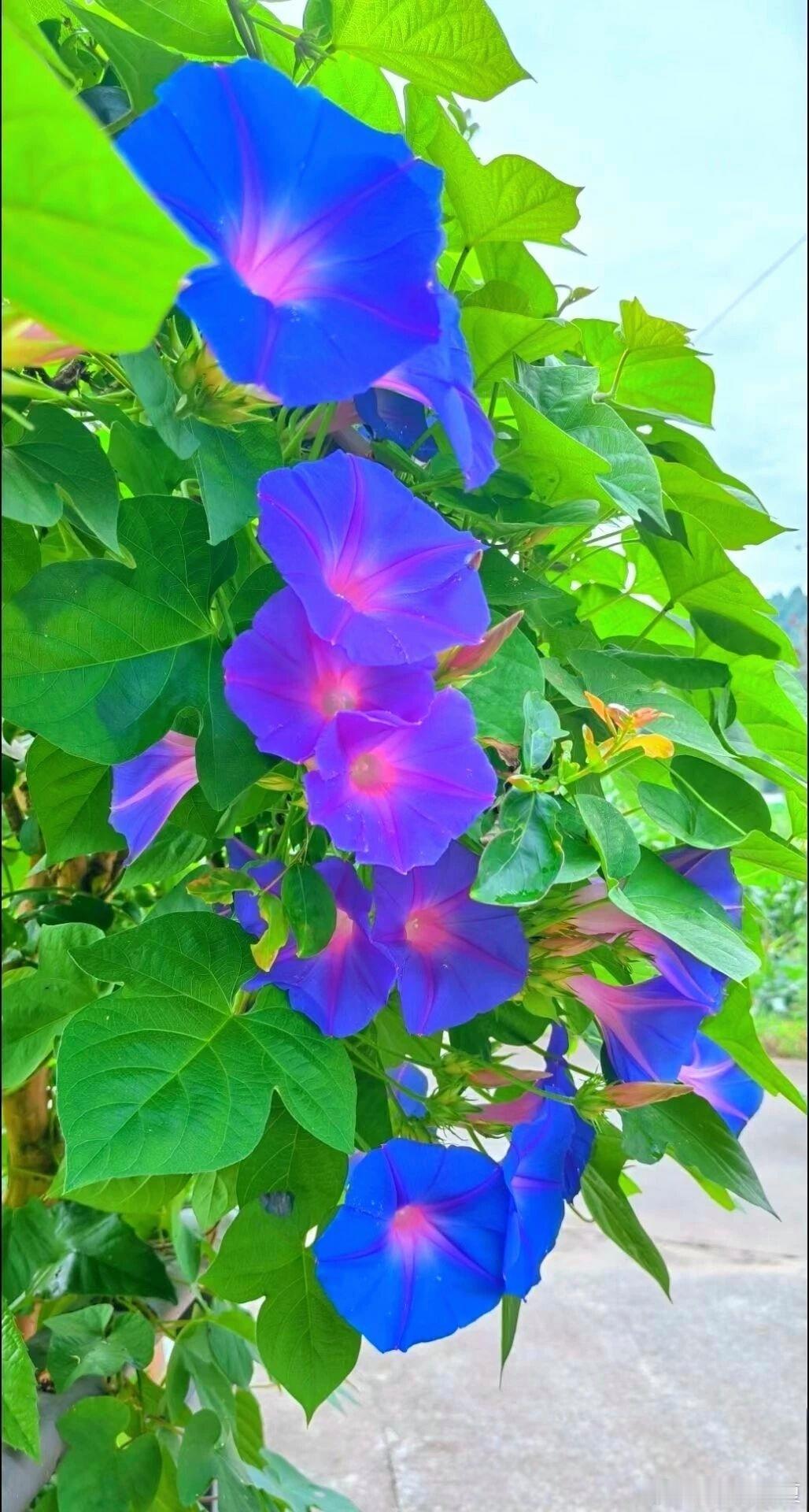 朝开暮落牵牛，轻蔓漫缀清秋～寻美河南 ​​​