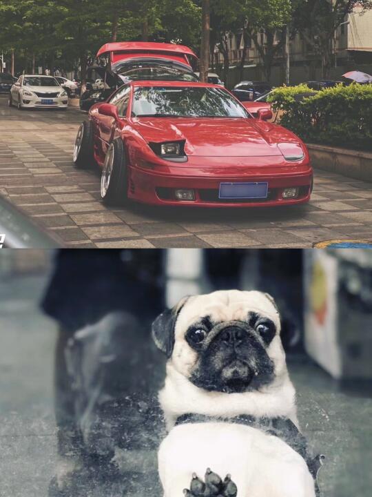 食物链上的顶端