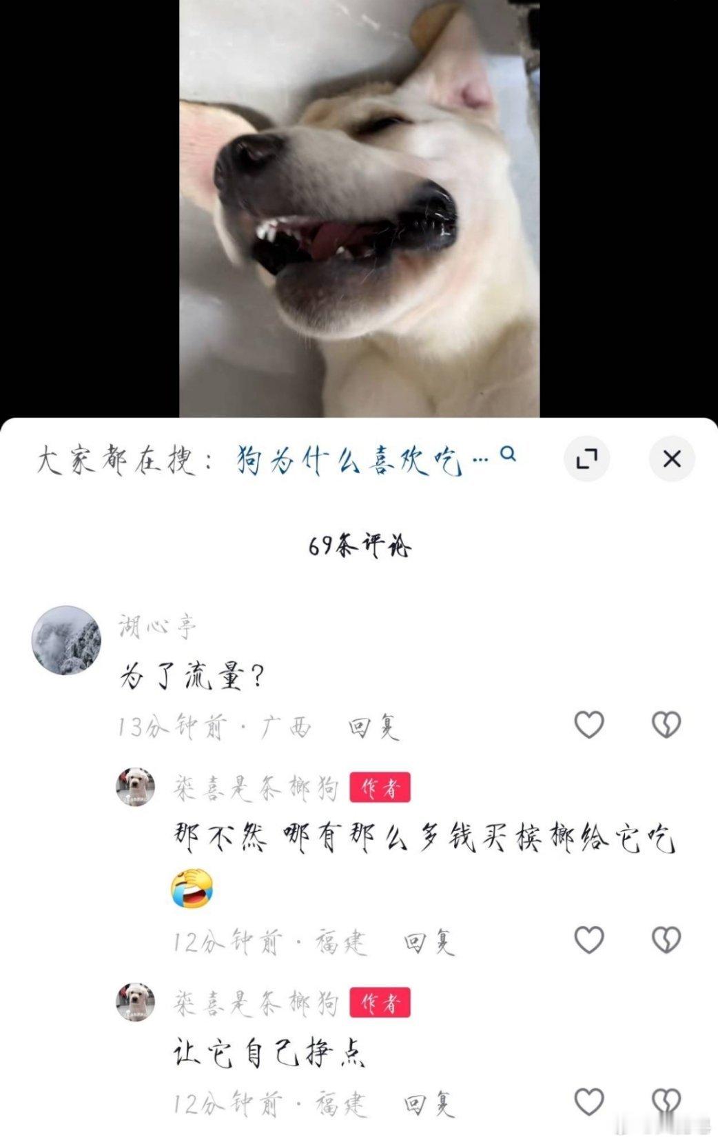 给狗喂槟榔 你们觉得给狗吃槟榔并以此为获取流量和赚钱的方式行嘛？现在也有一些其他