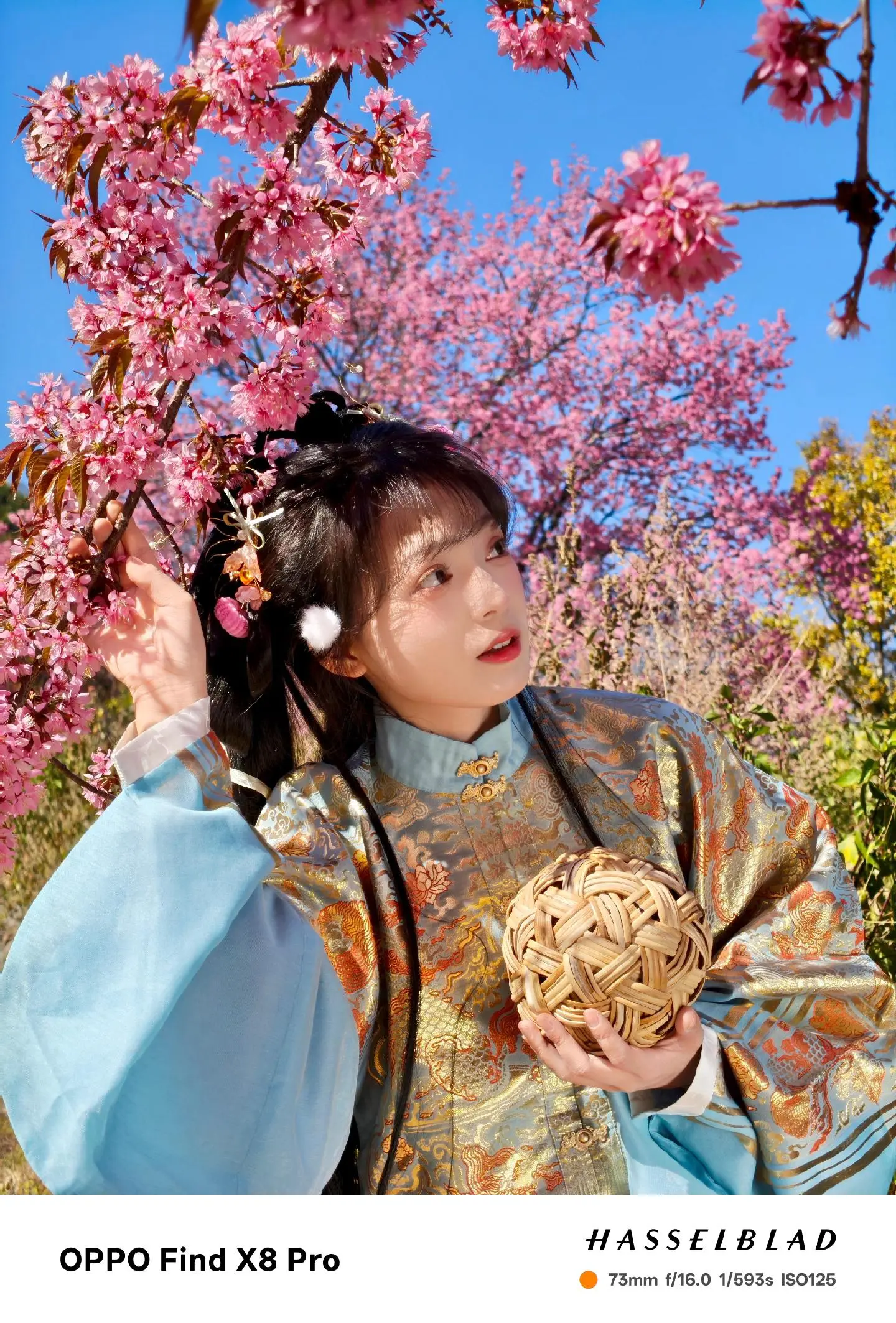 遇见冬日大理的樱花与海鸥