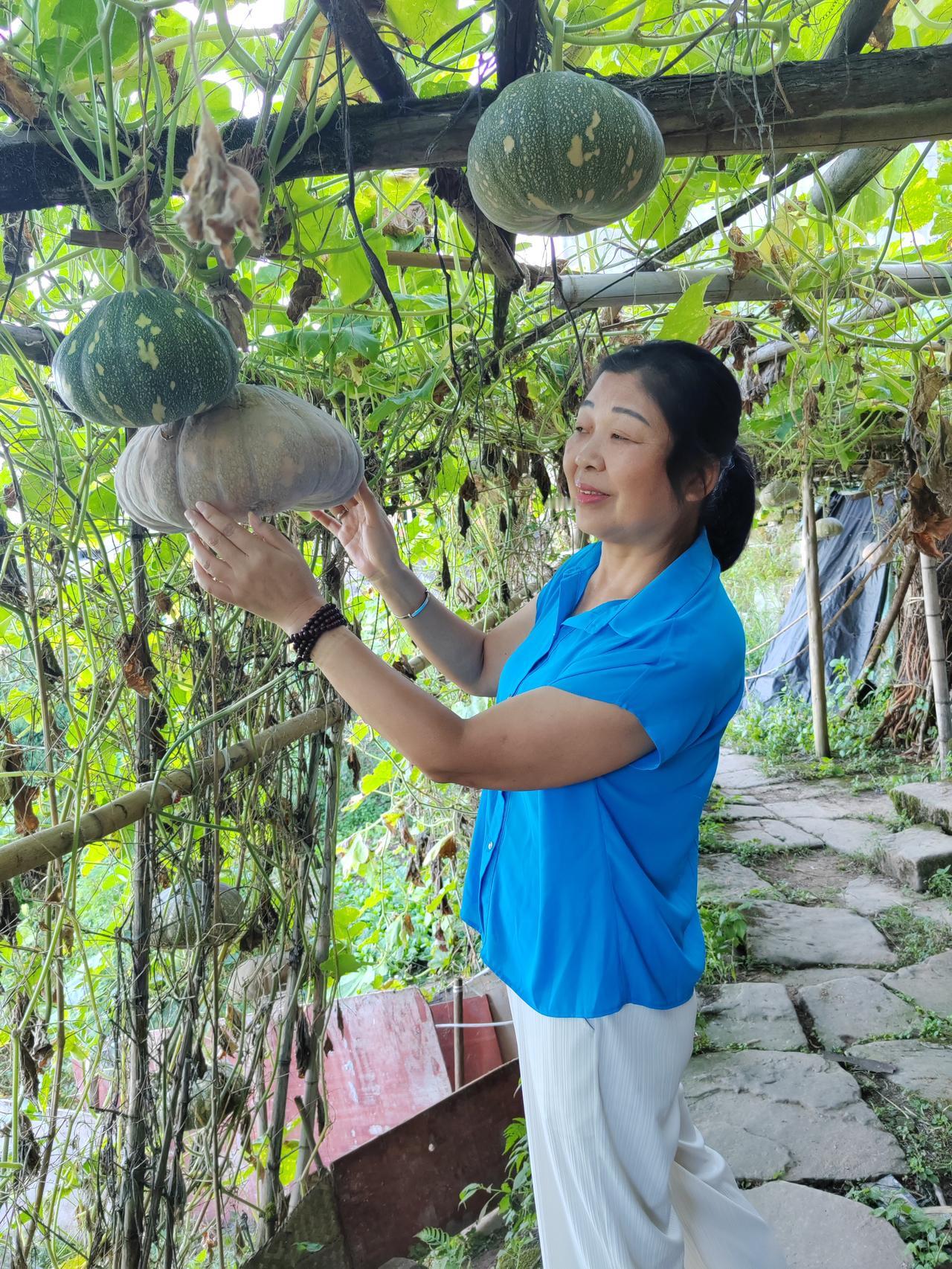 这里的南瓜大又甜，纯绿色，无农药，无污染，快来尝尝吧！