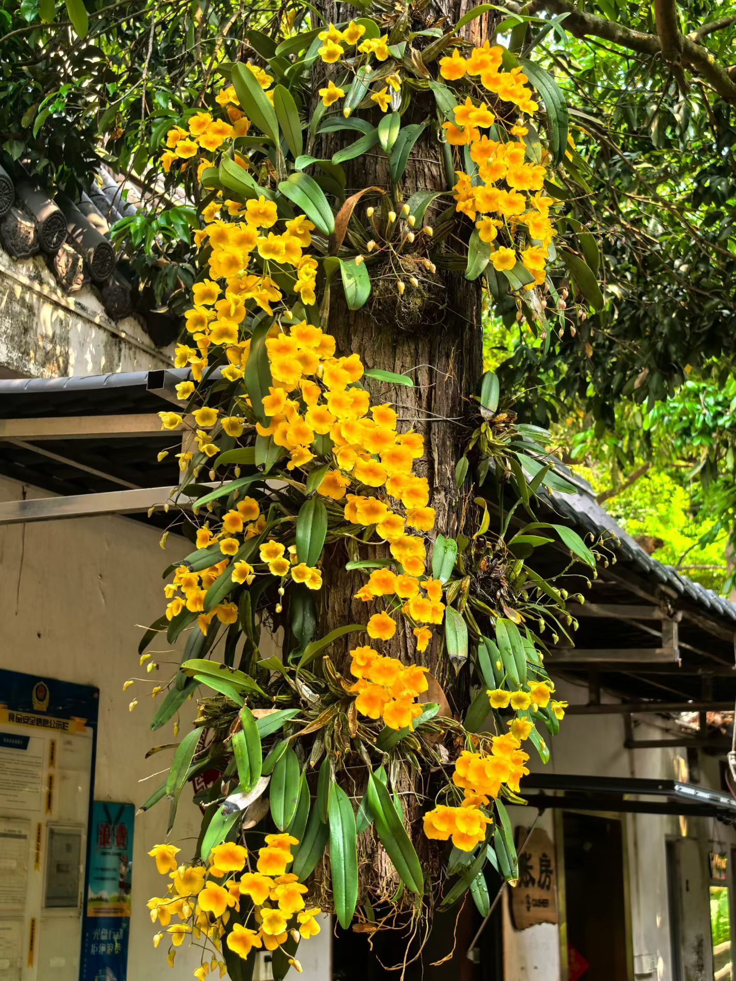 像花一样养自己，慢慢养，好好养，不着急也不将就，还自己一个气血充盈的状态。 是怎