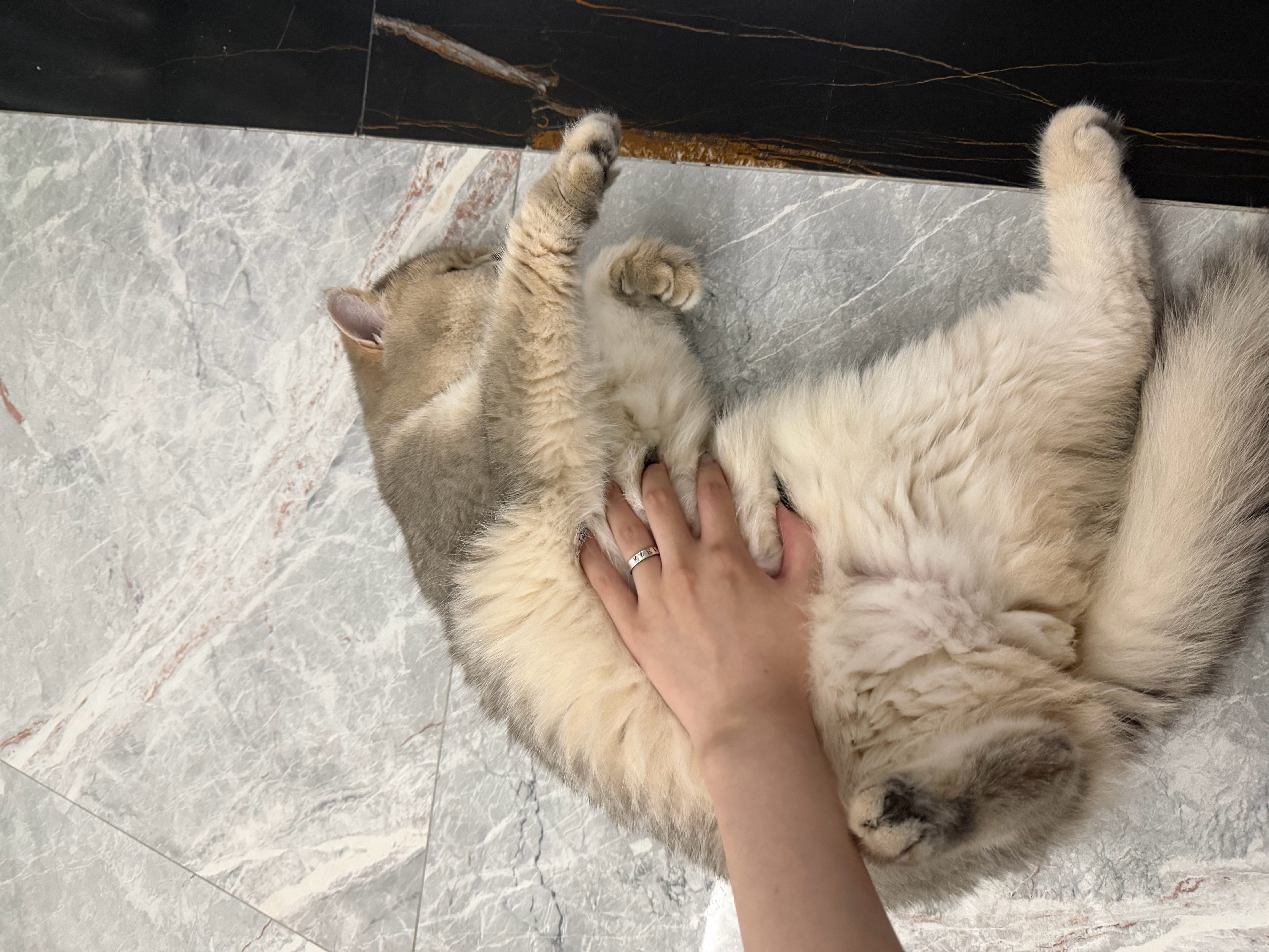 啊肥猪 