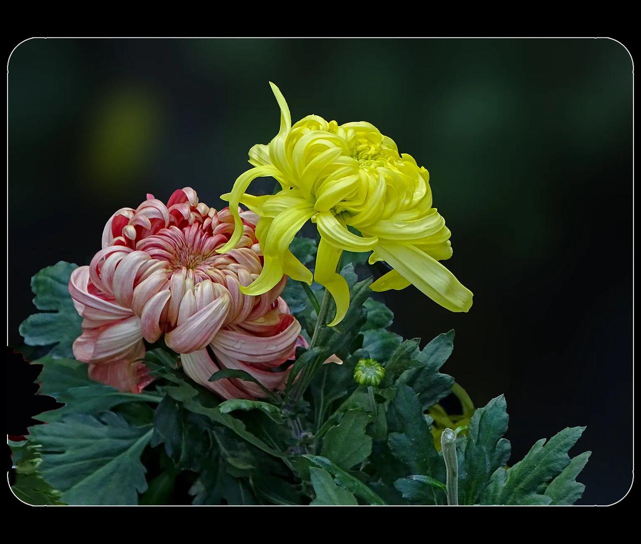 《菊花》
菊花，是秋天的精灵。金黄的像灿烂的阳光，白色的似冬日初雪，紫红的宛如天