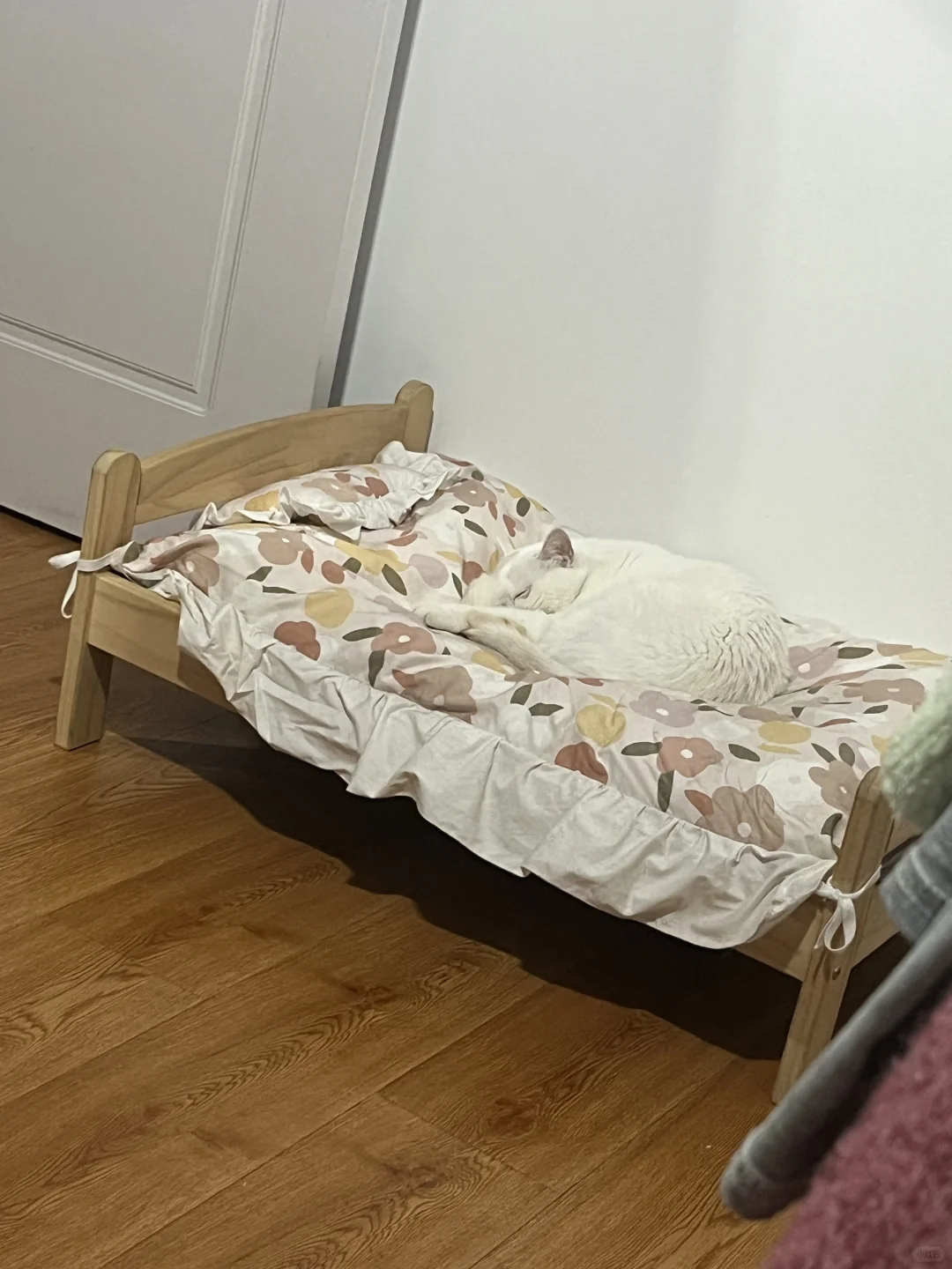 谁懂啊 小猫小狗乖乖上小床睡觉的含金量