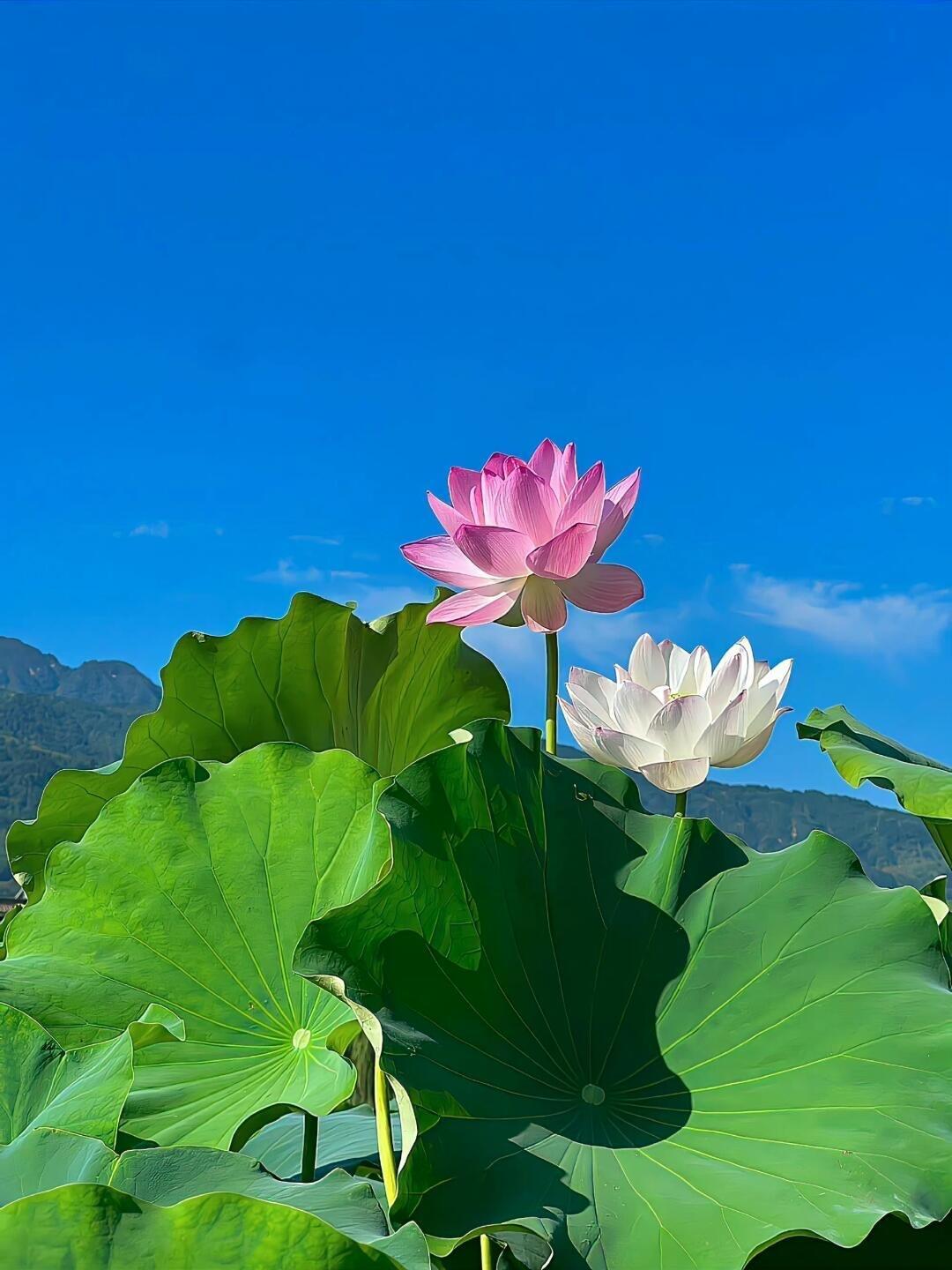 恭喜你，与清雅莲花相逢，此乃祥瑞之兆，往后余生如莲般高洁从容，处事皆得贵人拂袖相