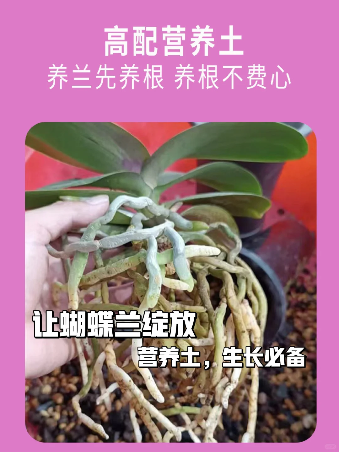 🌿蝴蝶兰的营养土秘密🌿