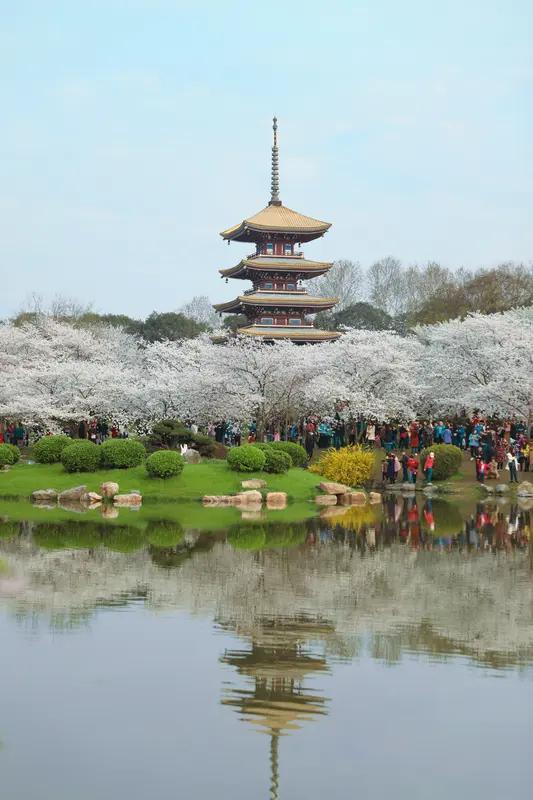 要说哪里的樱花最好看，武汉东湖樱花园和丘北都值得一去。
3月下旬，武汉东湖樱花园
