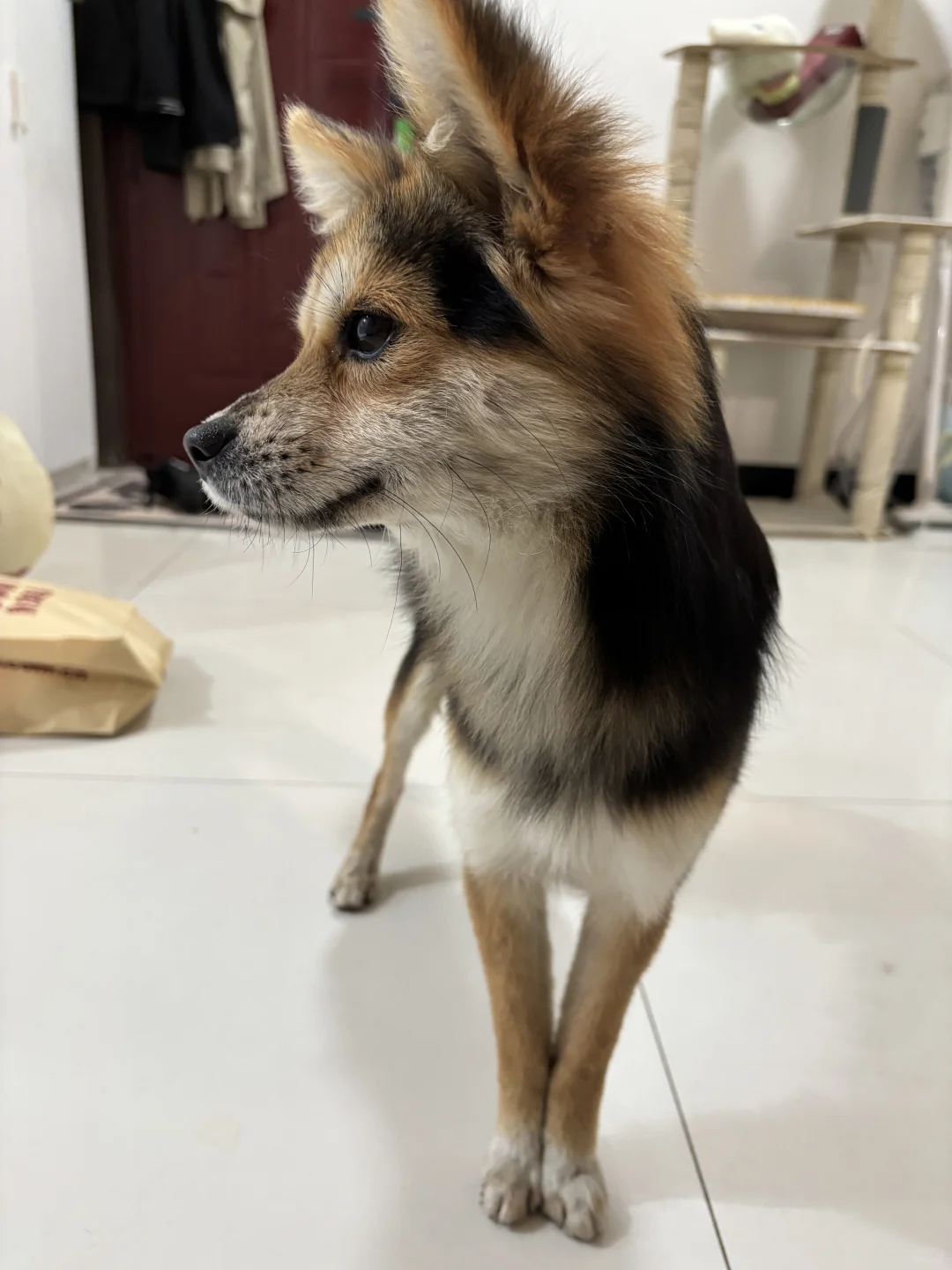 寒冷的冬天，狐狸狗希望我们出门陪他玩