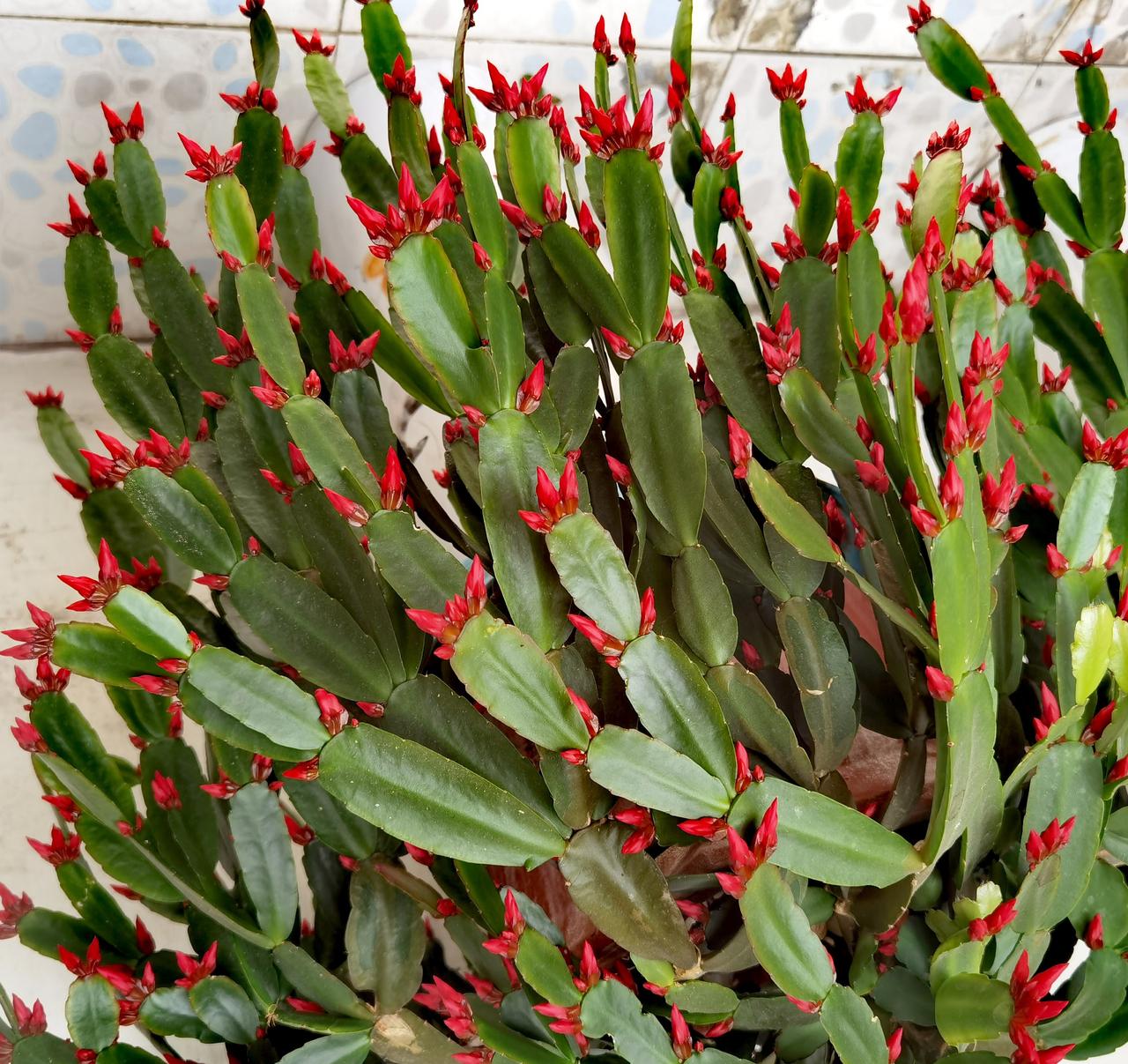 星星点点的红，
越来越醒目。