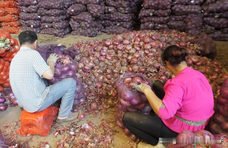 医生说洋葱是能吃的心脏支架 “医生说洋葱是能吃的心脏支架”这说法挺有意思，但也得