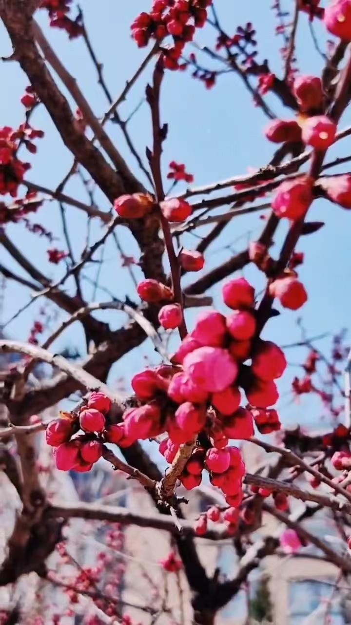 七绝•登山寻梅2570
作者/平常心
（2026.3.29.5:55）
春早寻梅