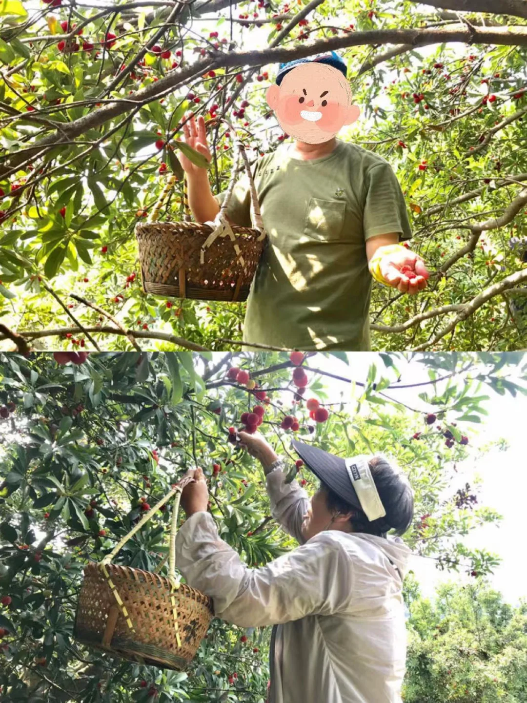 上海周边徒步+采摘攻略‼️实现杨梅自由✨