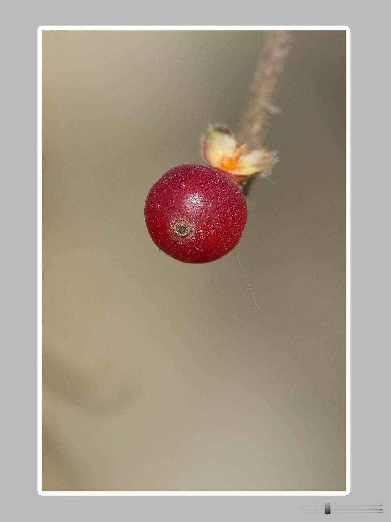 冬日生活打卡季【坷垃随拍～冬日情调04】冬日里一半是隐忍一半是期盼，一半是孤傲一