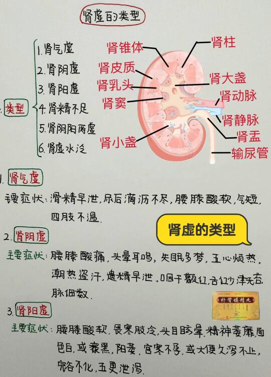 今日学习打卡——肾虚的类型