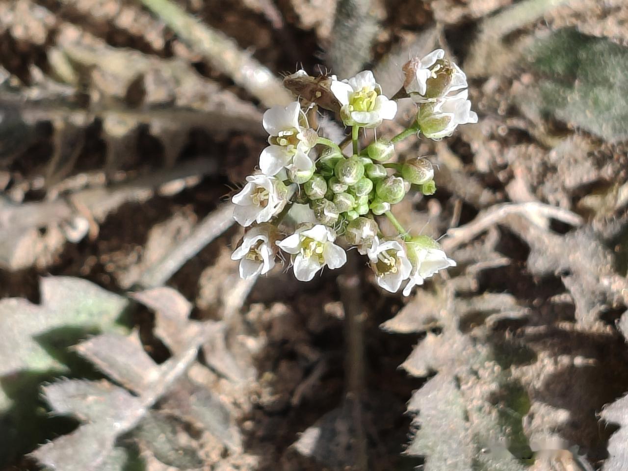 晒晒手机里最美的一张野花