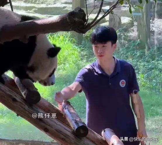 [呲牙]没有对比就没有伤害！小月亮对苗苗和墩墩太不一样了！
     苗苗奶爸只
