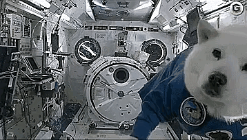 狗子在太空舱里也太可爱了