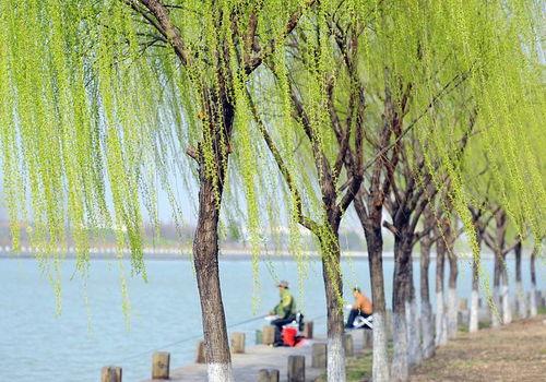 上联：三月春风杨柳绿，下联您请下联：一堤晓露杏花红，“三月”对应“一堤”，都是数