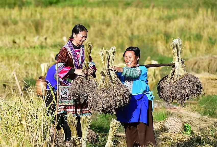我作为一名苗族学者，一直存有一个疑问：为什么苗族能够如此顺畅地融入中华文明体系，