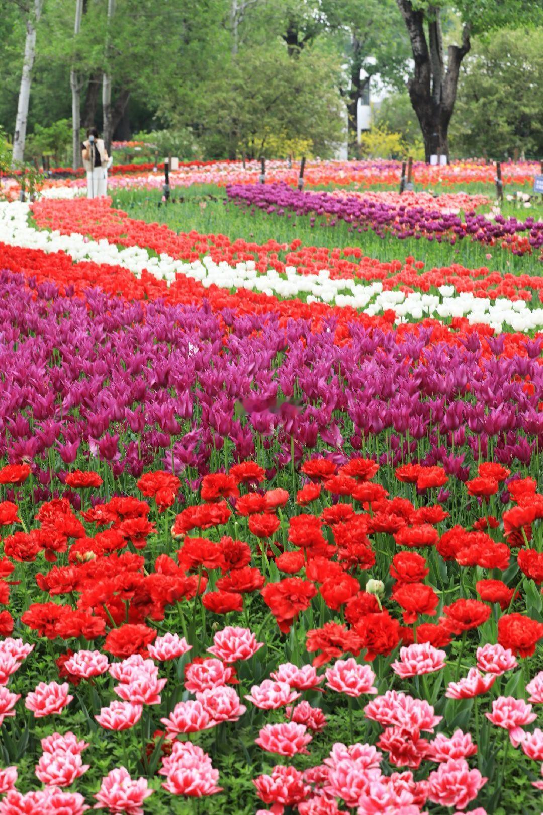 国家植物园郁金香（竖版）摄影