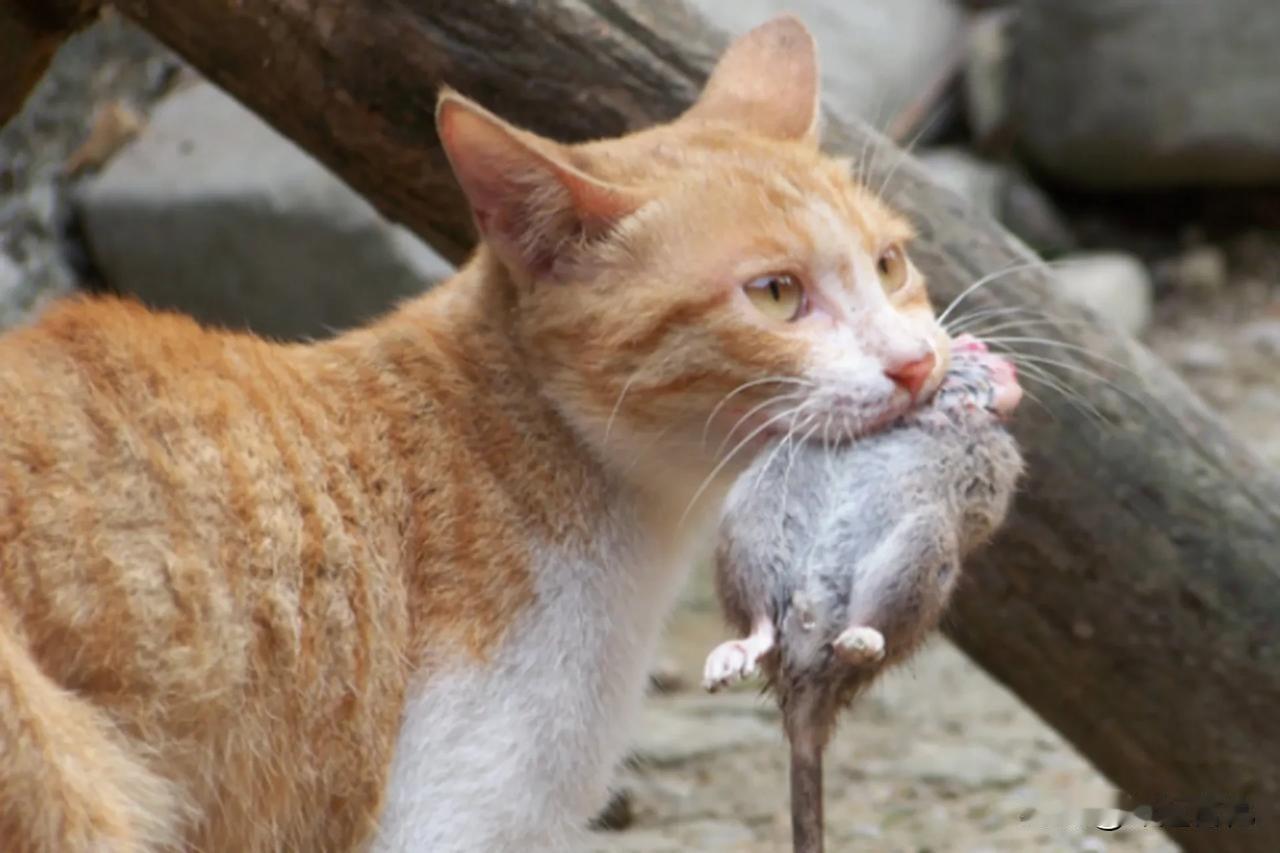 《在鼠疫中，猫对人类有的重要贡献》
 
- 控制鼠类数量：鼠疫主要通过鼠类及其身