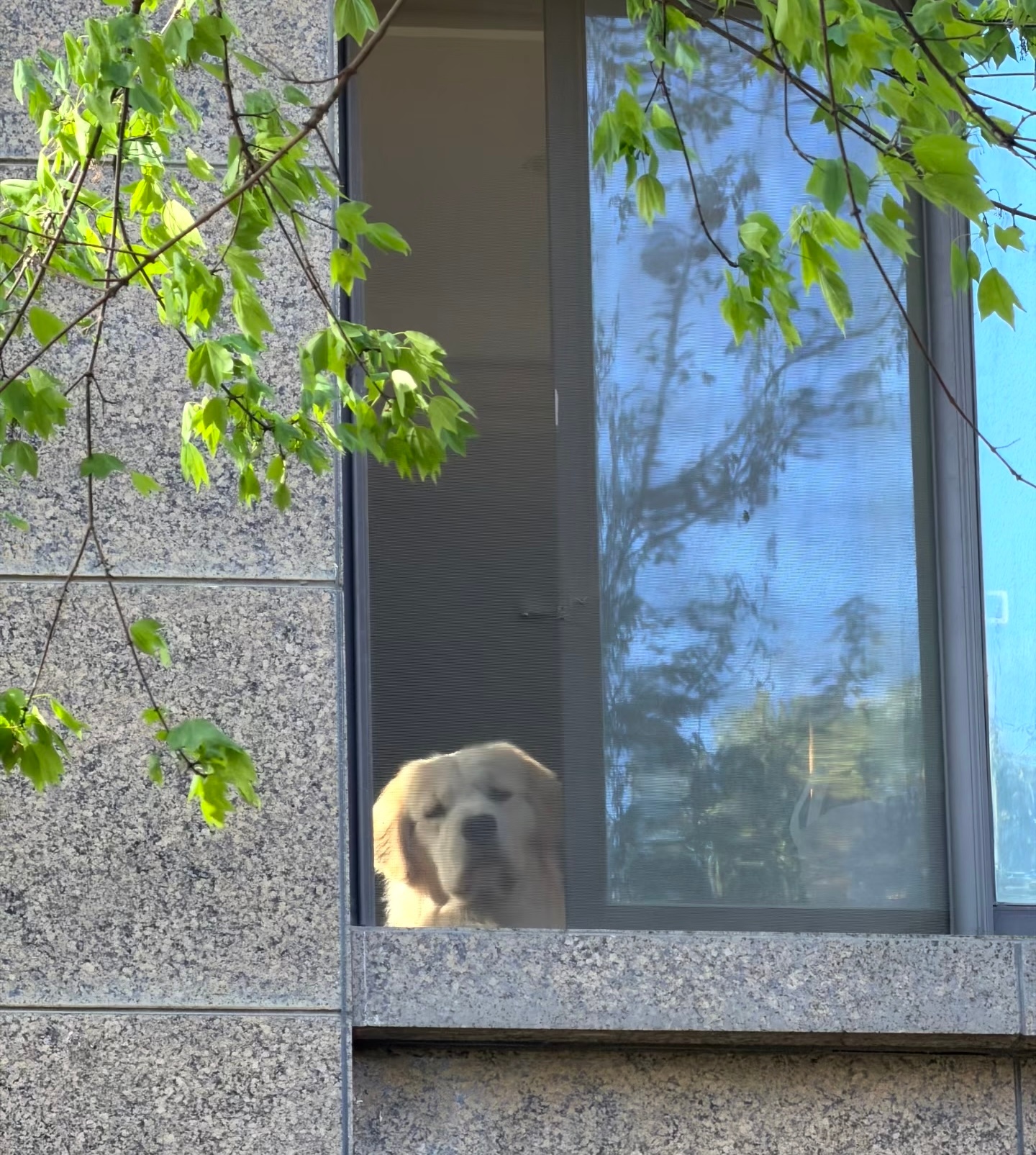 目送人类上班的小狗 