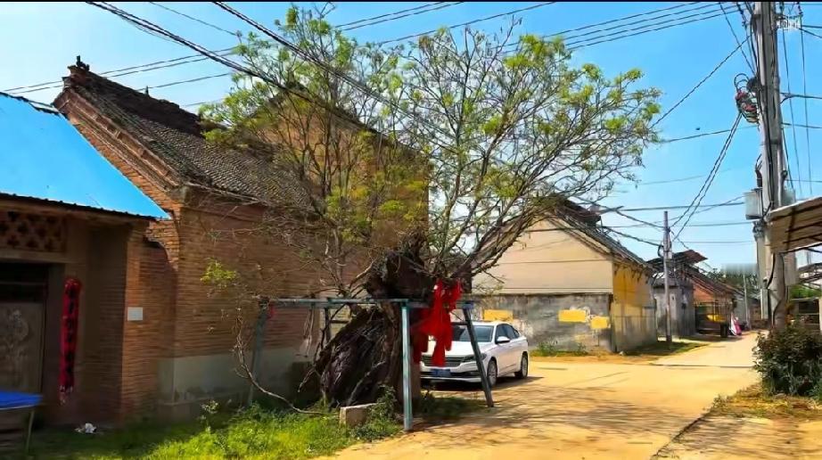 成武县九女集镇青堌集村古槐树是“千年古槐吗”
     成武县青堌集村由来：明万