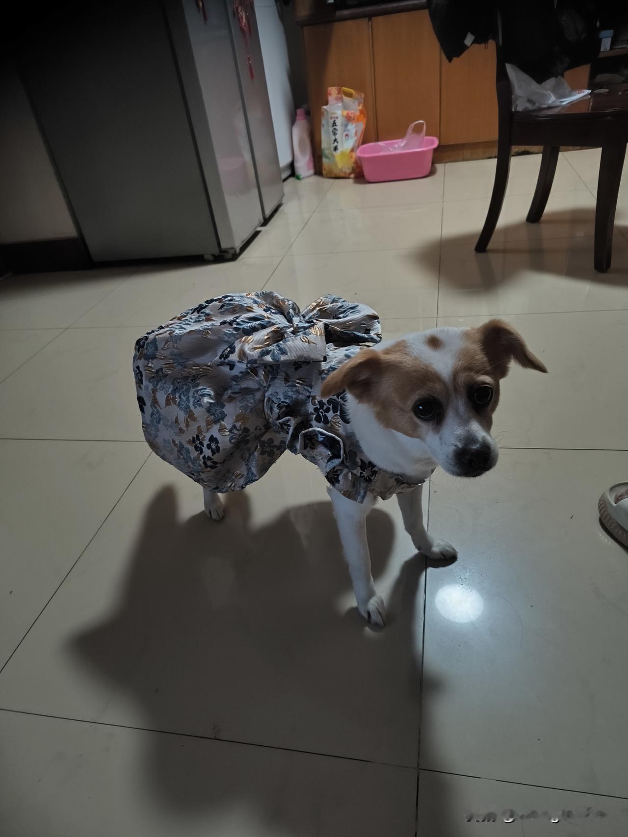 狗狗间的情愫
    昨晚六点多，我带着“丢丢”去老岳父家打麻将。途中路过一家烟