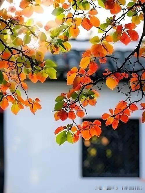《早秋客舍》
——唐·杜牧
风吹一片叶，万物已惊秋。
独夜他乡泪，年年为客愁。