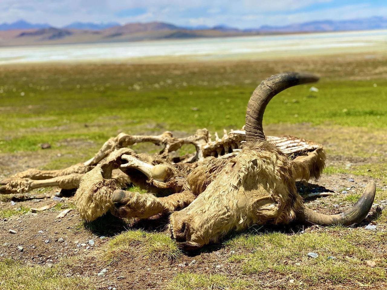 无人区，羊群遇到狼群，
空气弥漫着腐烂的味道，
虽是弱肉强食的自然法则
但也时刻