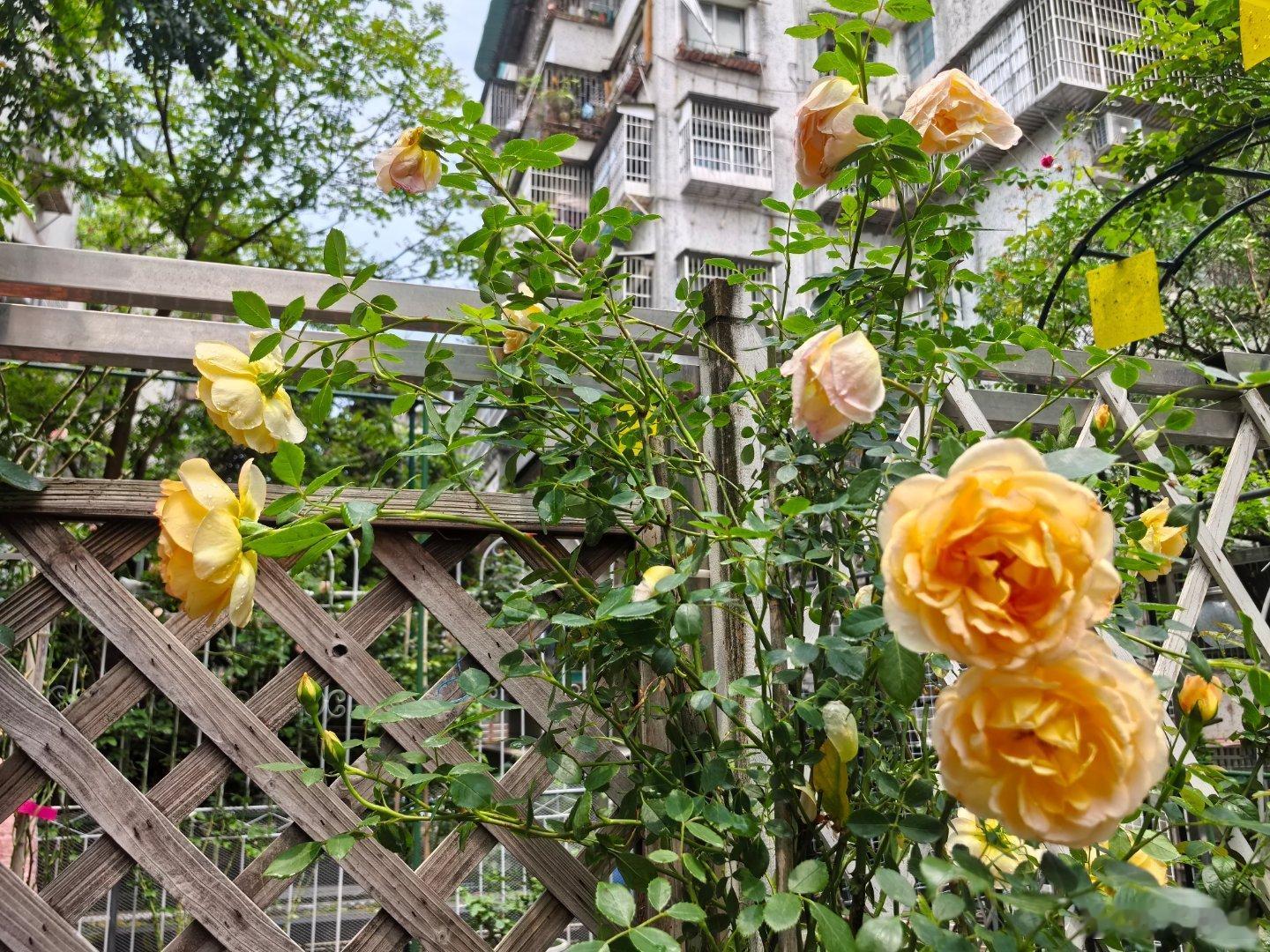 今天评选小花园的事情先搁置，走进一个养月季大户人家，她家获得单项奖第一名 