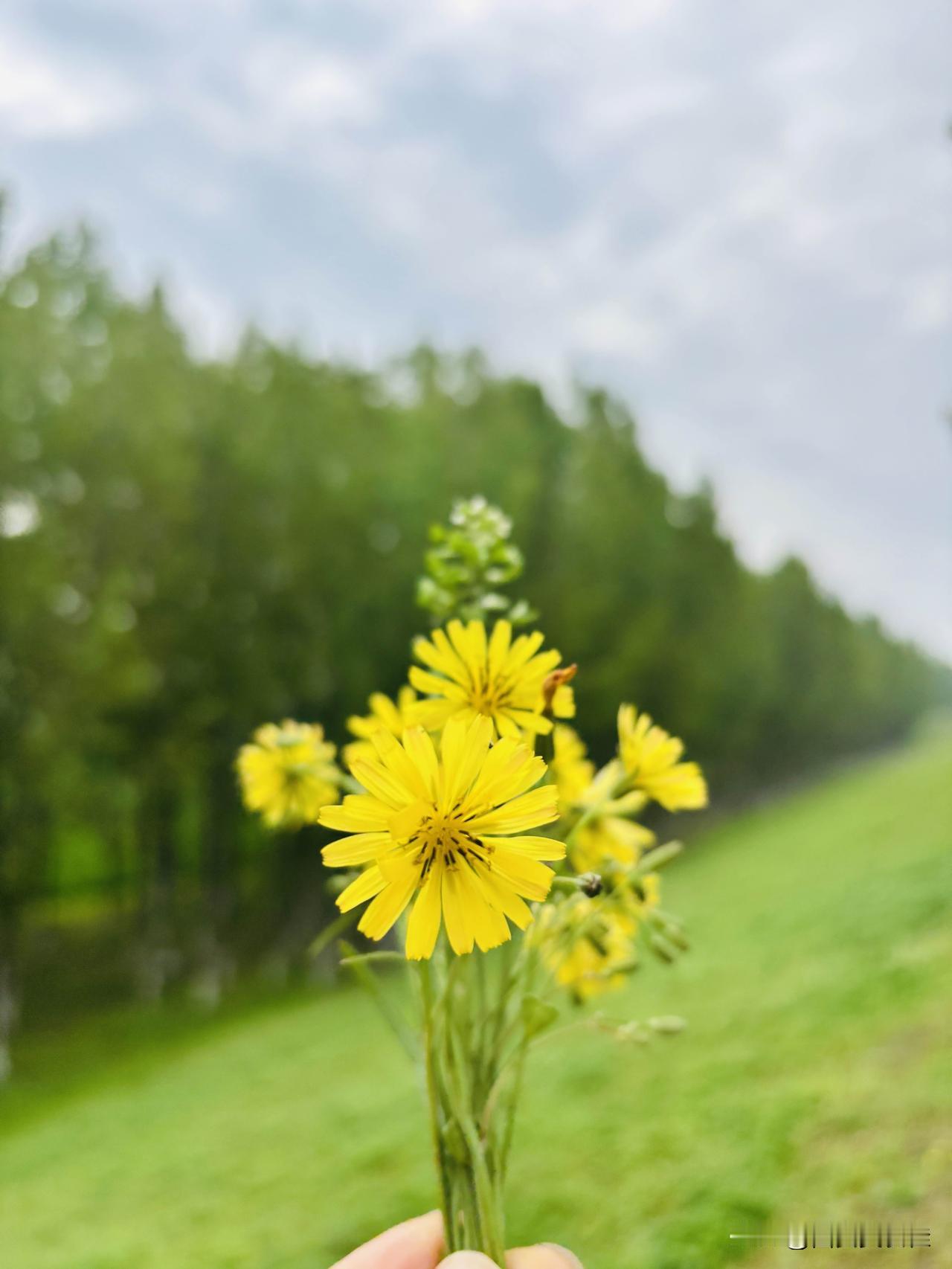 分享一张随手拍的花