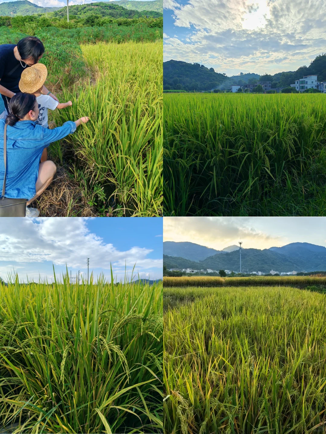 广州周末秋游｜是田野的喜悦呀 🍂🌾