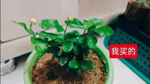 我已经不满足于普通茉莉的种植了，买了一颗虎头茉莉，这种养殖难度比较高，蔡徐坤保佑