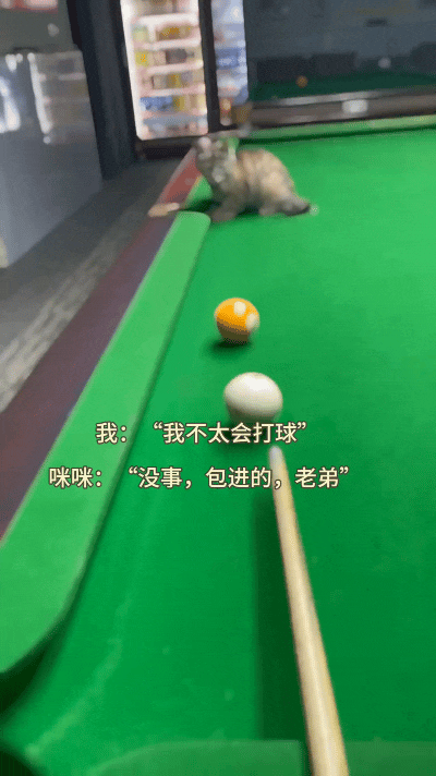 谁家小猫咪这么靠谱呀，美女打台球必带着它。自己不会打没关系，咱家猫咪全程助攻，小