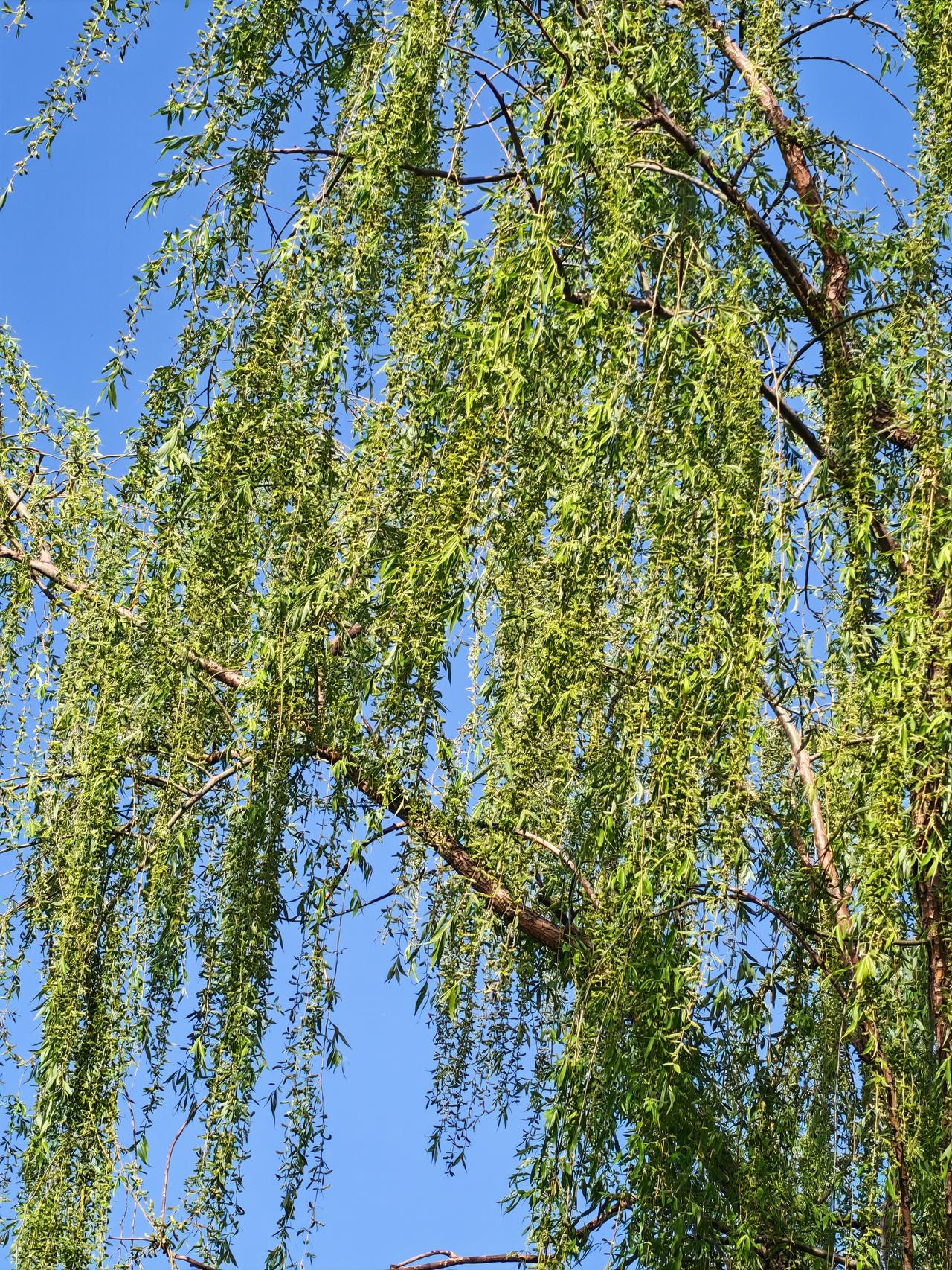 晒图笔记大赛翠绿是春天的颜色。