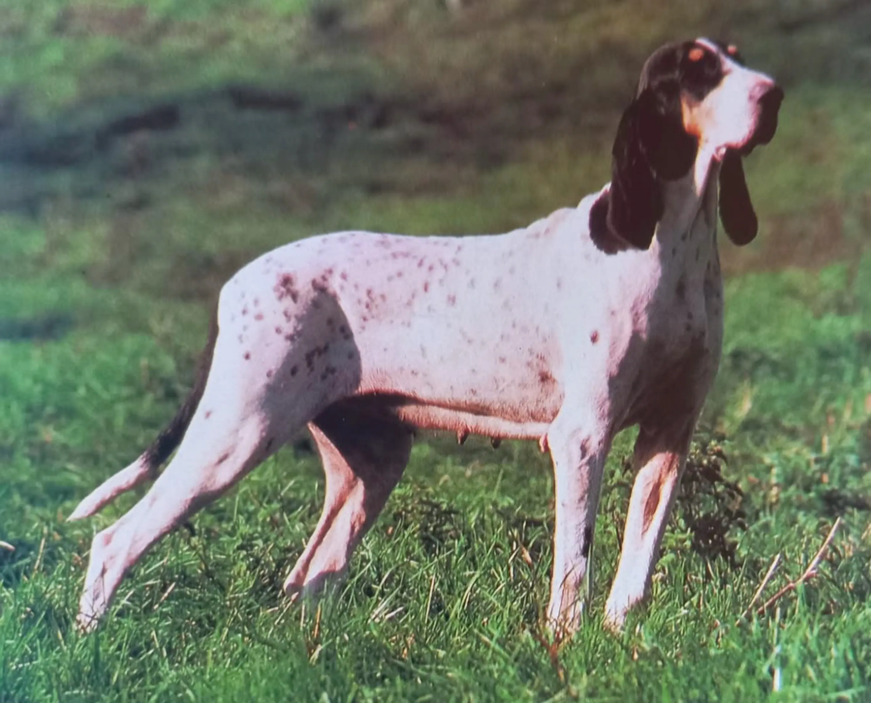 80年代的法国猎犬“圣通日”猎犬。