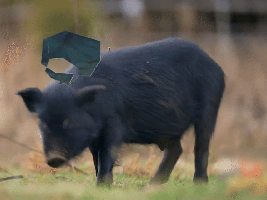 张真源的宝贝猪还能有返场 猪猪被真源拿捏了，这波是真源的快乐源泉张真源的宝贝猪居