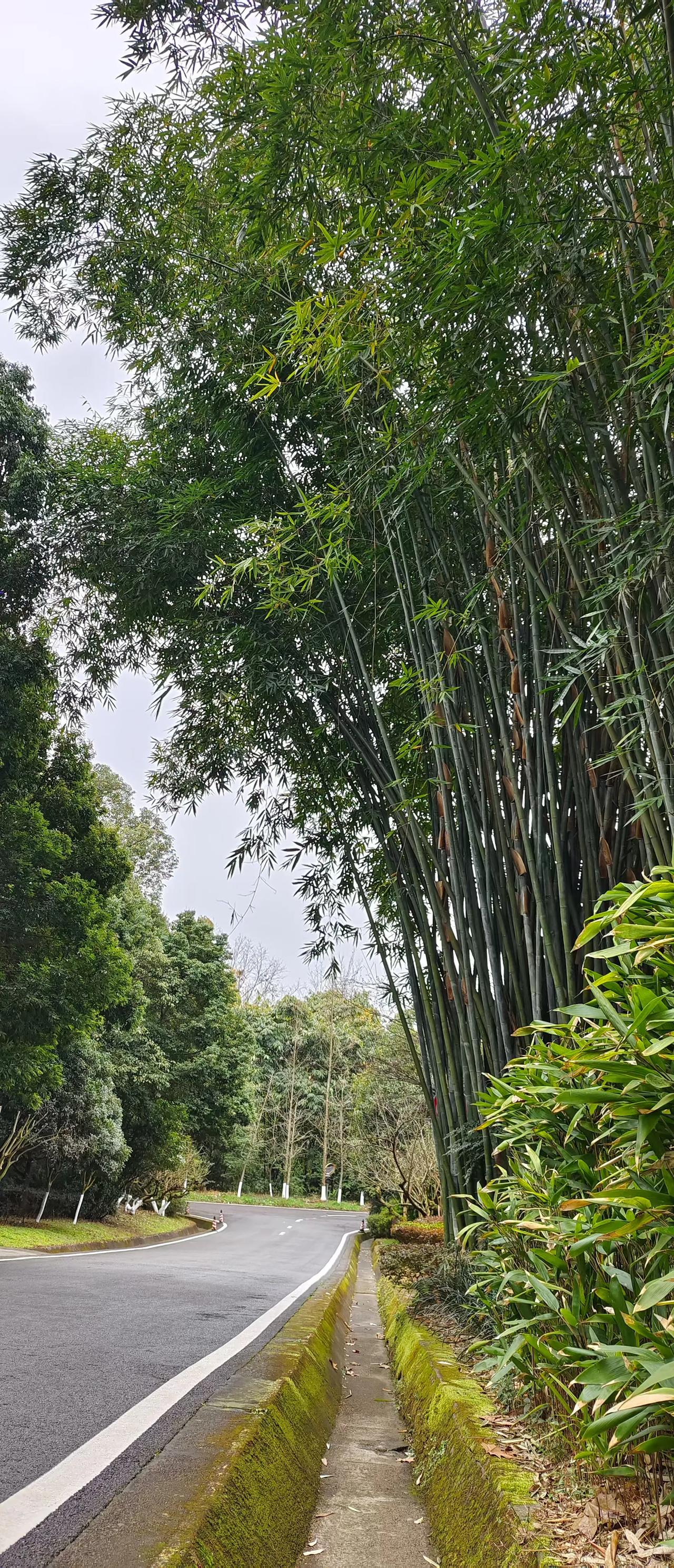 对老人的固执死板旧思想的灌输挑唆娃们一定要做到只能孝敬不能孝顺，孝敬是做小辈的本